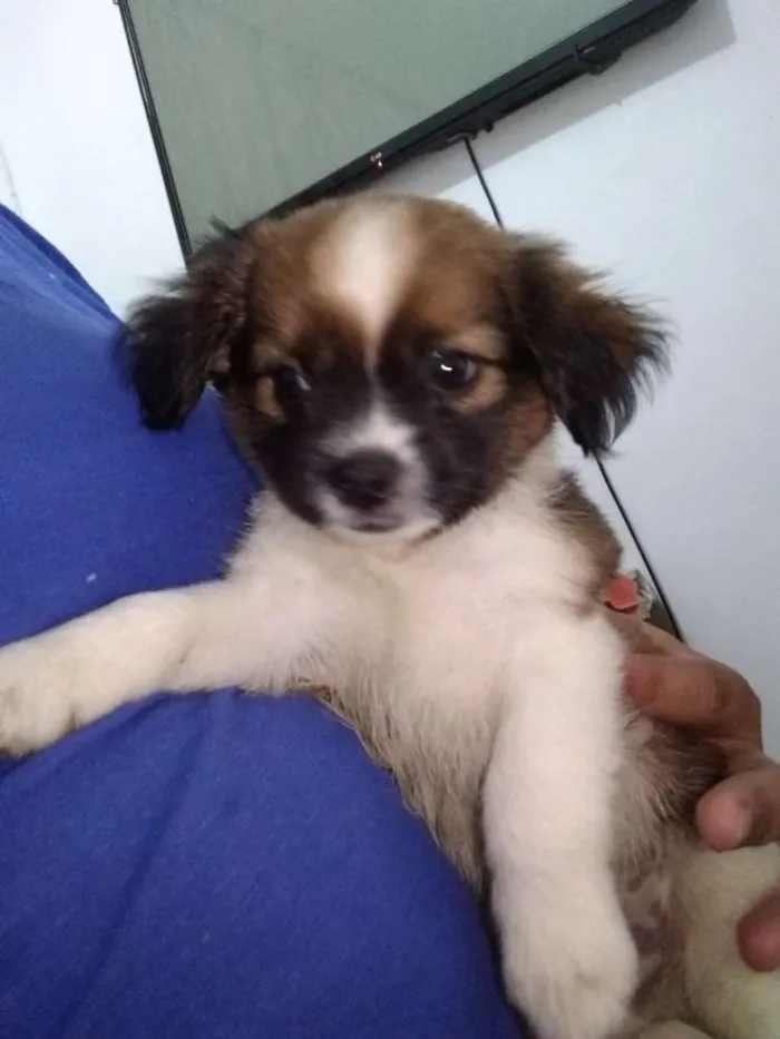 Cachorro raça Lhasa Apso com Shitzu idade Abaixo de 2 meses nome Bethoveem