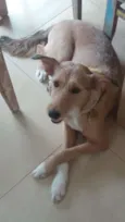 Lola