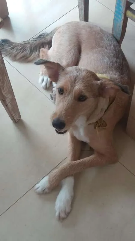 Cachorro ra a SRD idade 1 ano nome Lola