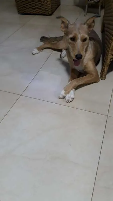 Cachorro ra a SRD idade 1 ano nome Lola