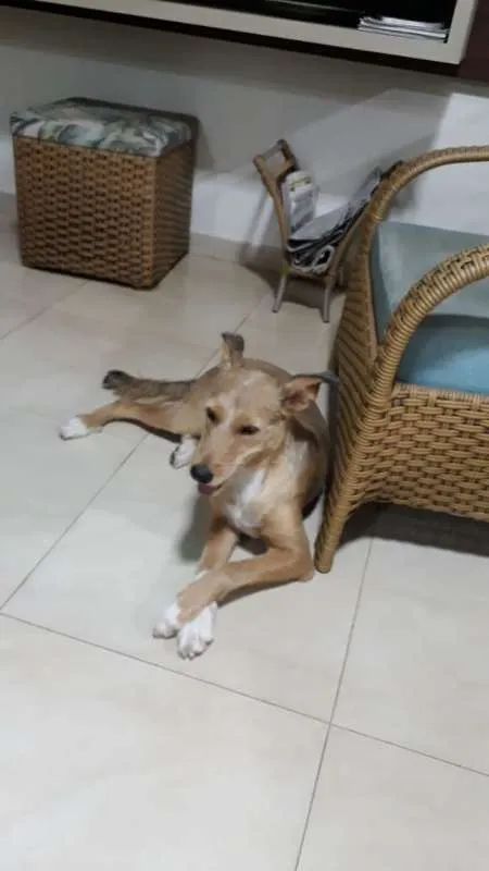 Cachorro ra a SRD idade 1 ano nome Lola