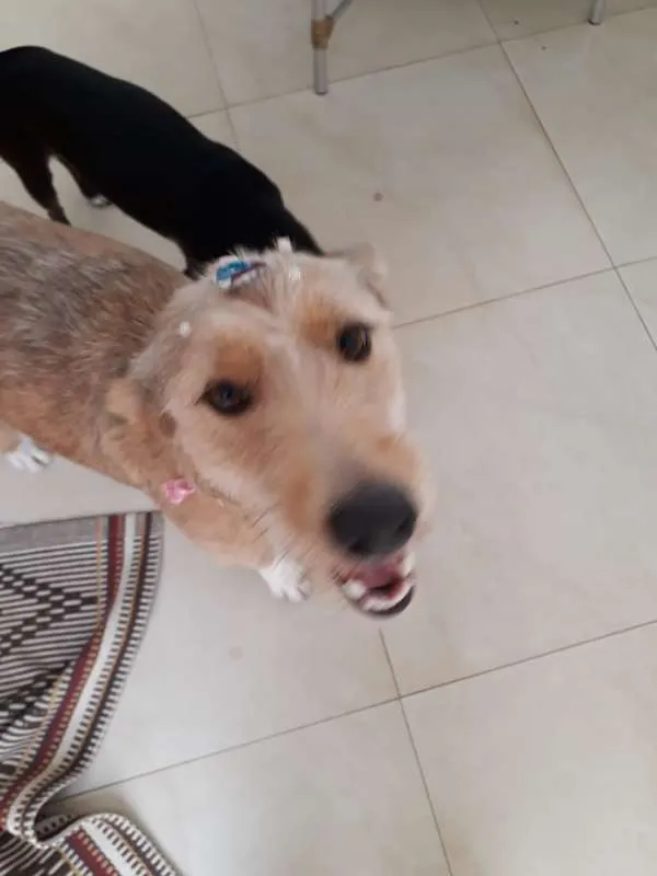 Cachorro ra a SRD idade 1 ano nome Lola