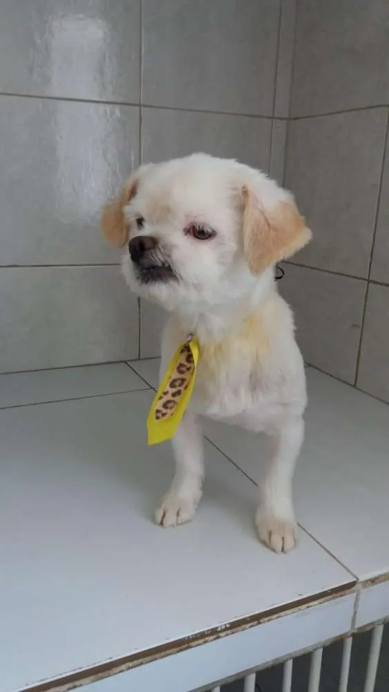 Cachorro ra a Lhasa  idade 1 ano nome Lipe