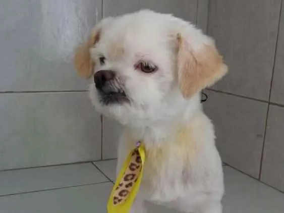 Cachorro ra a Lhasa  idade 1 ano nome Lipe