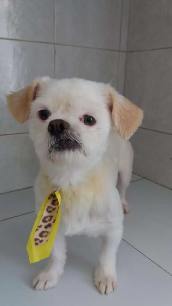 Cachorro ra a Lhasa  idade 1 ano nome Lipe