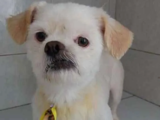 Cachorro ra a Lhasa  idade 1 ano nome Lipe