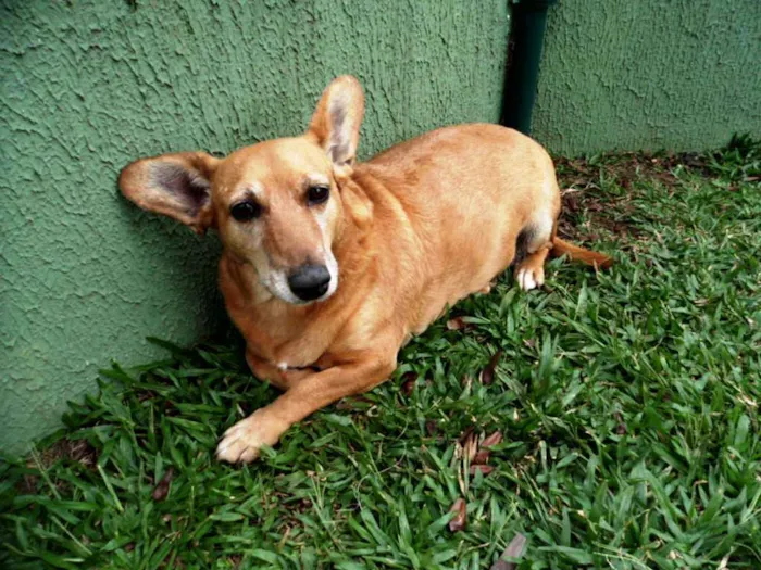 Cachorro ra a SRD idade 4 anos nome Cacau