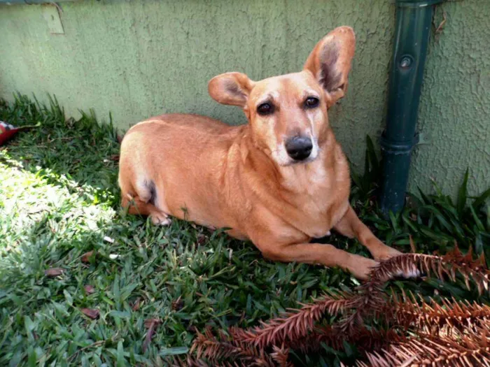 Cachorro ra a SRD idade 4 anos nome Cacau