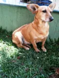 Cacau