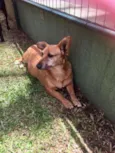 Cacau