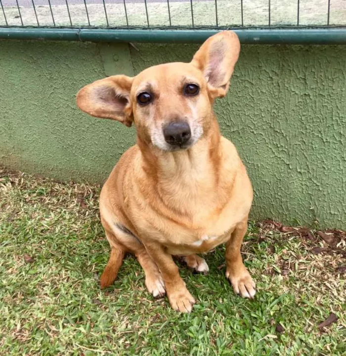Cachorro ra a SRD idade 4 anos nome Cacau