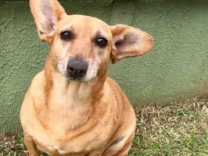 Cachorro raça SRD idade 4 anos nome Cacau