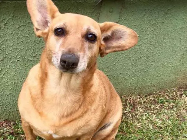 Cachorro ra a SRD idade 4 anos nome Cacau