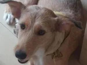 Cachorro raça SRD idade 1 ano nome Lola
