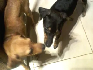 Cachorro raça Sem raça definida  idade 7 a 11 meses nome Não tem 