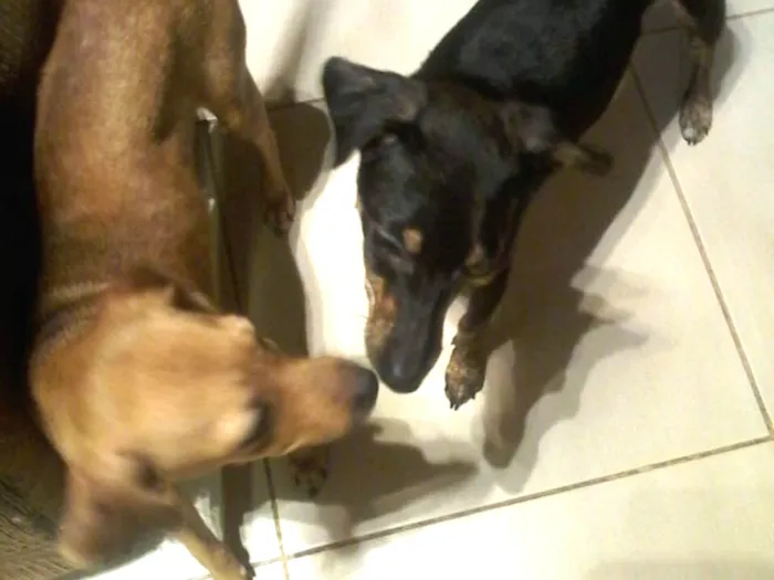 Cachorro ra a Sem raça definida  idade 7 a 11 meses nome Não tem 