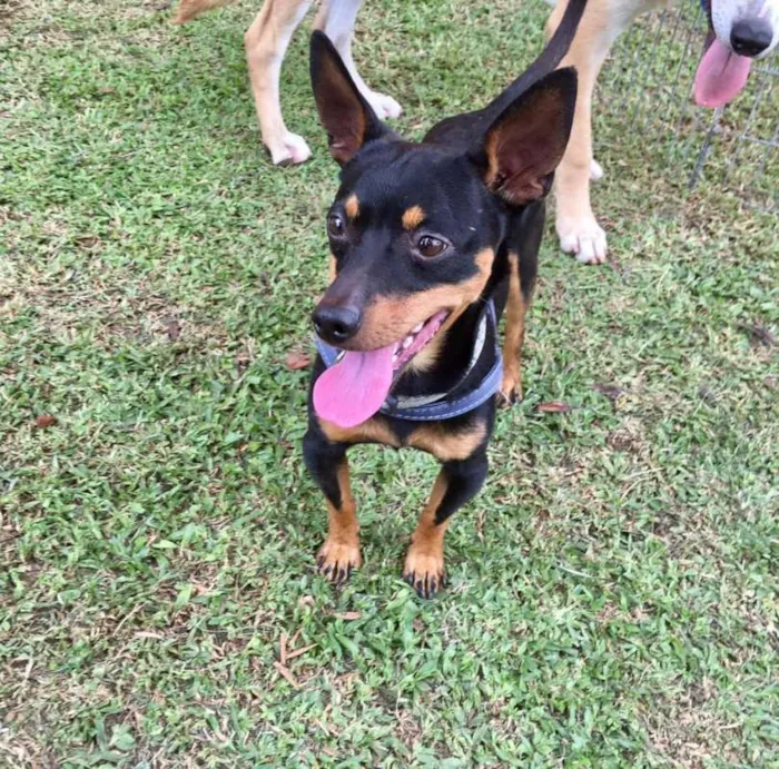 Cachorro ra a Srd idade 2 anos nome Pingo