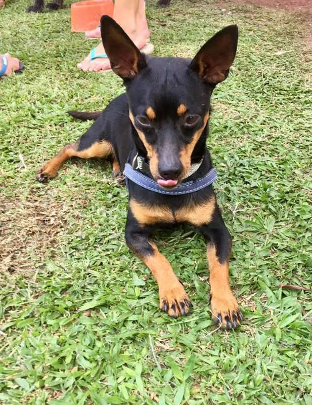 Cachorro ra a Srd idade 2 anos nome Pingo
