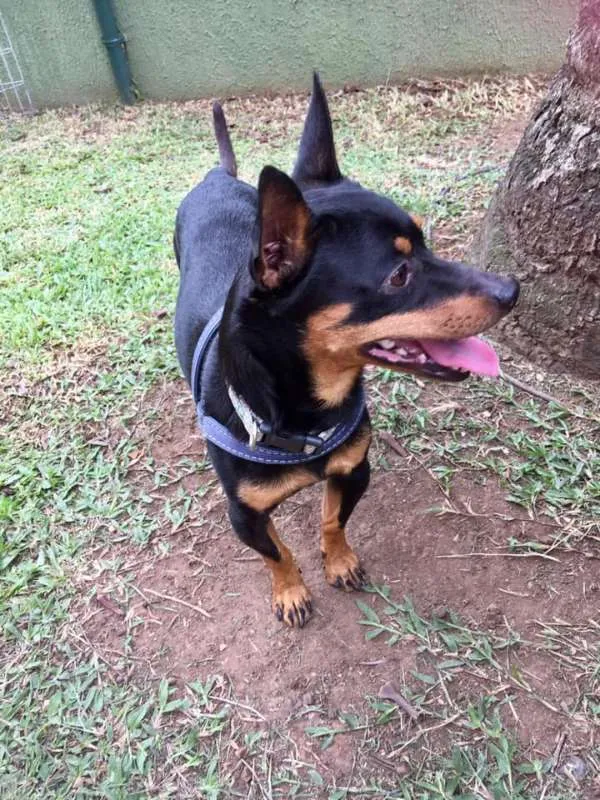 Cachorro ra a Srd idade 2 anos nome Pingo