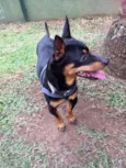 Pingo
