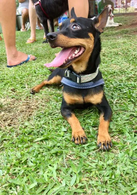 Cachorro ra a Srd idade 2 anos nome Pingo