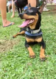 Pingo