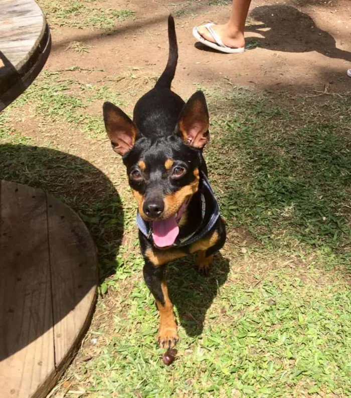 Cachorro ra a Srd idade 2 anos nome Pingo