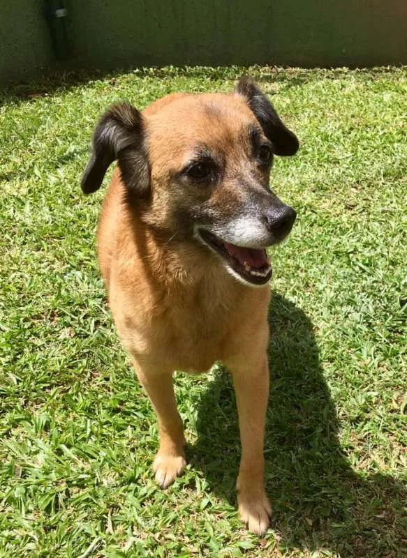 Cachorro ra a SRD idade 4 anos nome Petit