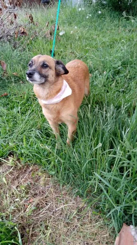 Cachorro ra a SRD idade 4 anos nome Petit