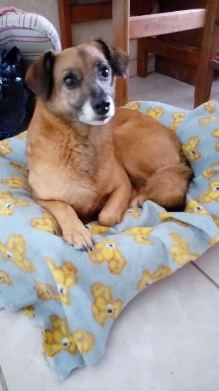 Cachorro ra a SRD idade 4 anos nome Petit