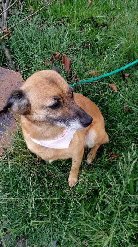 Cachorro ra a SRD idade 4 anos nome Petit