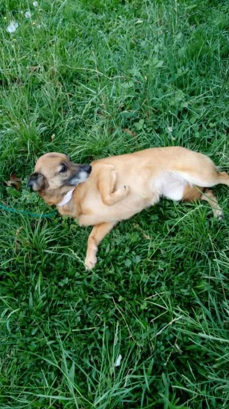Cachorro ra a SRD idade 4 anos nome Petit