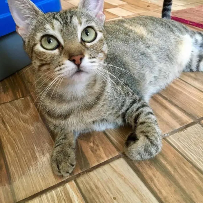 Gato ra a SRD idade 2 anos nome Cristine