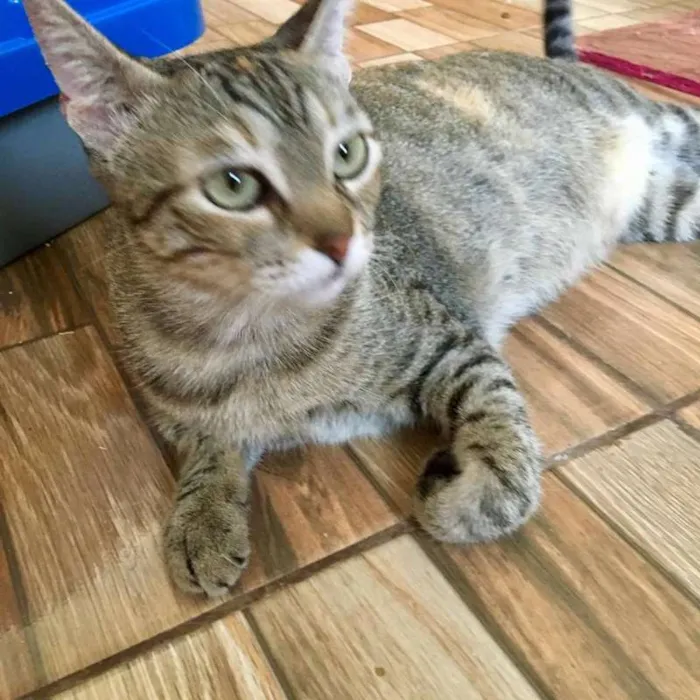 Gato ra a SRD idade 2 anos nome Cristine