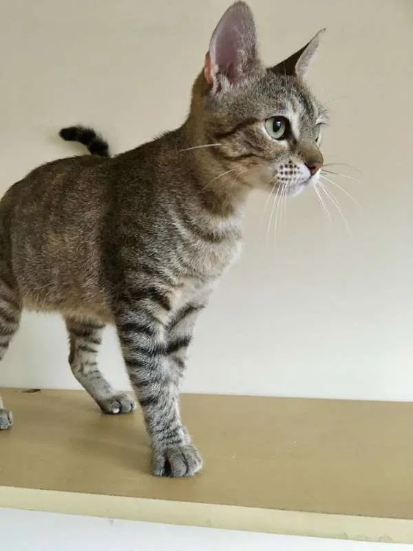 Gato ra a SRD idade 2 anos nome Cristine