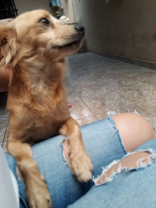 Cachorro ra a SRD idade 1 ano nome sem nome