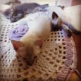 Bruno, Laila e Leila