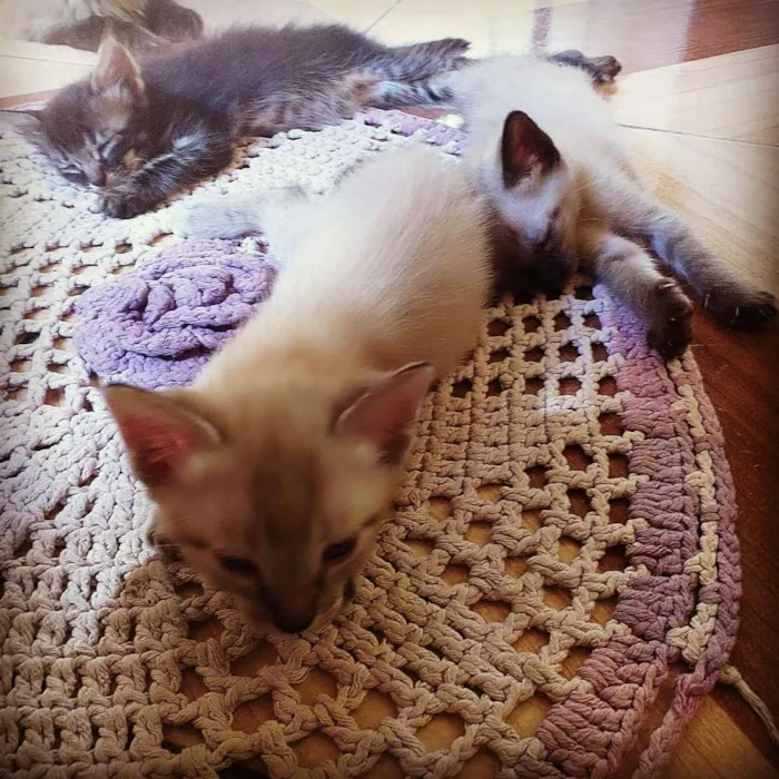 Gato raça Vira-lata idade Abaixo de 2 meses nome Bruno, Laila e Leila