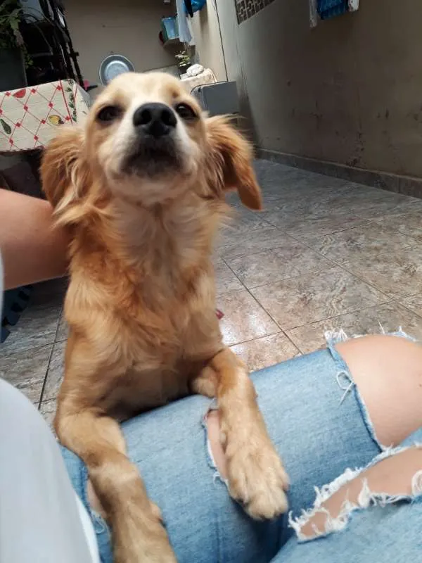 Cachorro ra a SRD idade 1 ano nome sem nome