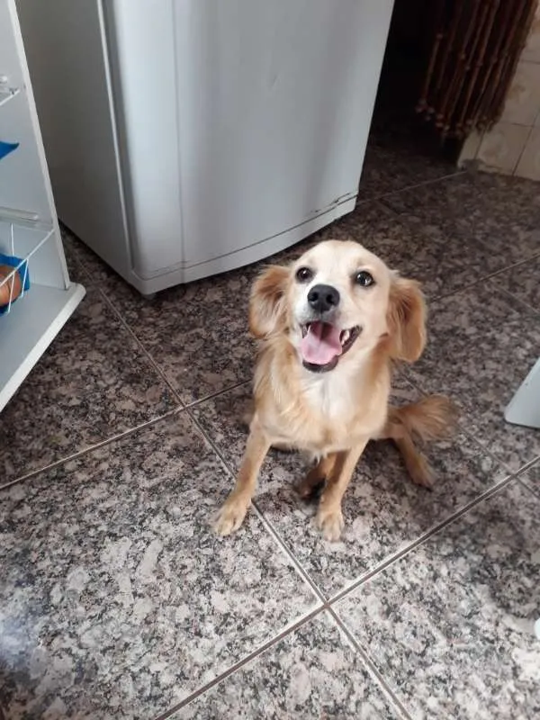 Cachorro ra a SRD idade 1 ano nome sem nome