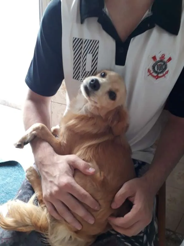 Cachorro ra a SRD idade 1 ano nome sem nome