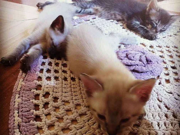 Gato raça Vira-lata idade Abaixo de 2 meses nome Bruno, Laila e Leila