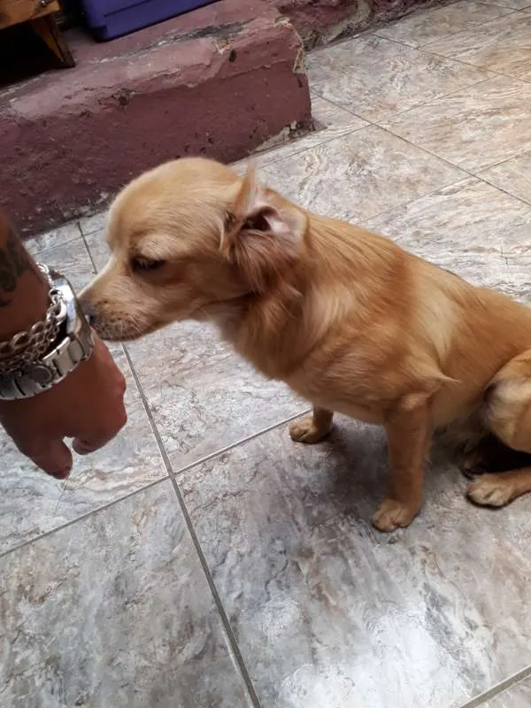 Cachorro ra a SRD idade 1 ano nome sem nome