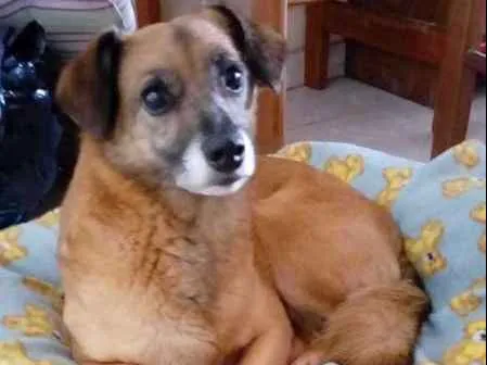 Cachorro ra a SRD idade 4 anos nome Petit