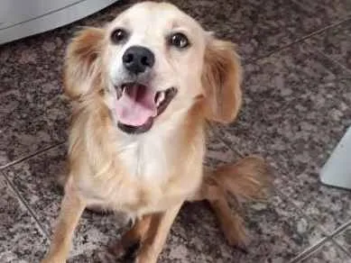 Cachorro ra a SRD idade 1 ano nome sem nome