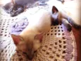 Bruno, Laila e Leila