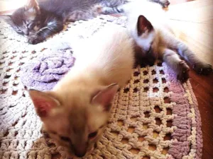 Gato raça Vira-lata idade Abaixo de 2 meses nome Bruno, Laila e Leila