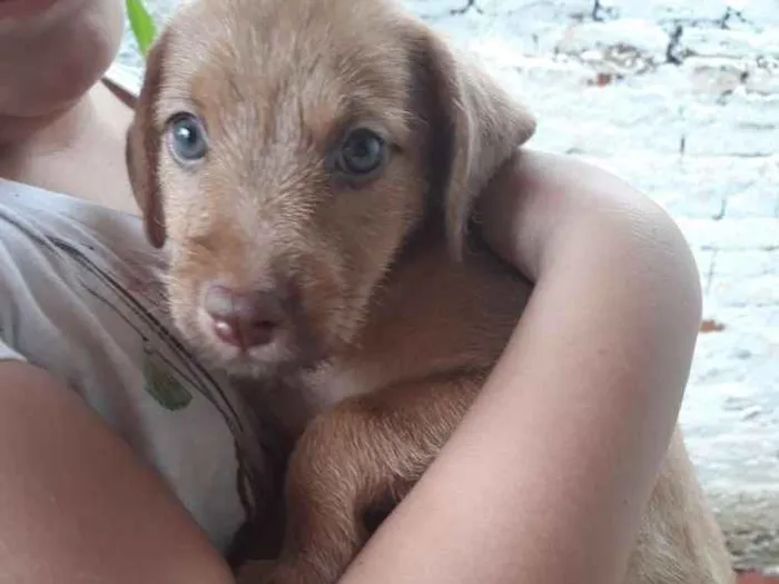 Cachorro ra a Vira lata idade Abaixo de 2 meses nome Sem nome