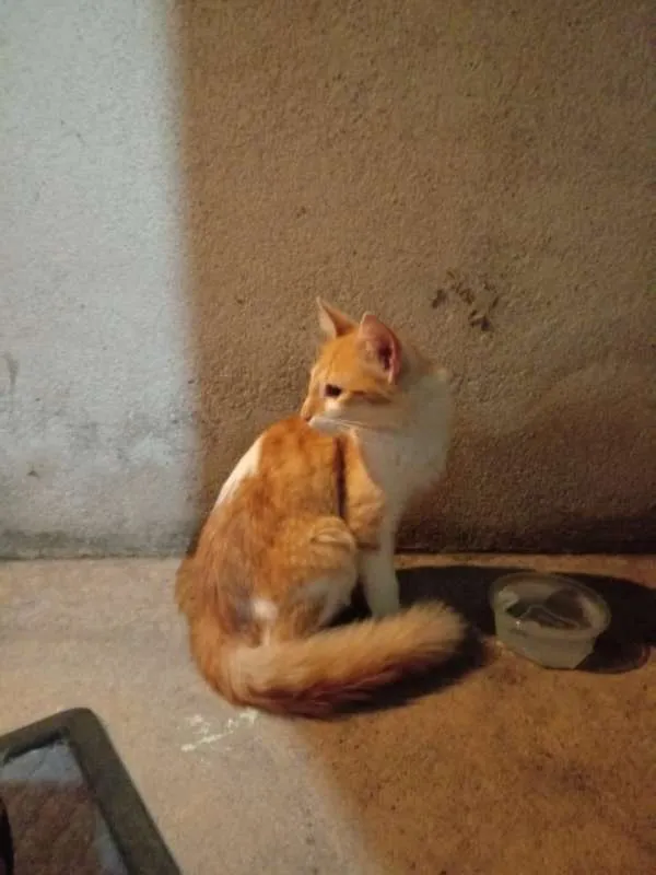Gato ra a Sem raça definida idade 2 a 6 meses nome Sem nome