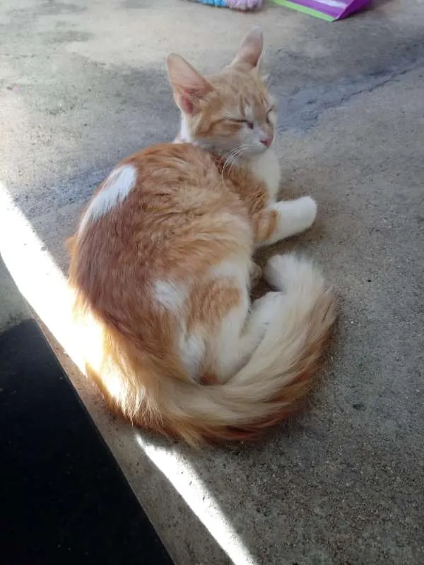 Gato ra a Sem raça definida idade 2 a 6 meses nome Sem nome